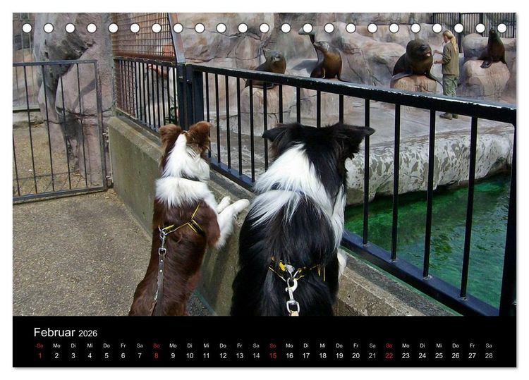 Produktbild: Border Collies machen Urlaub in D&auml;nemark (Tischkalender 2026 DIN A5 quer), CALVENDO Monatskalender