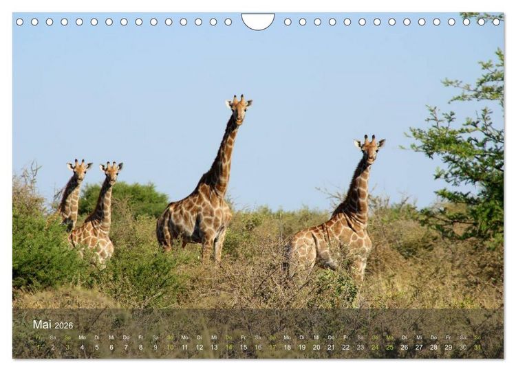 Produktbild: Botswana Wildlife (Wandkalender 2026 DIN A4 quer), CALVENDO Monatskalender