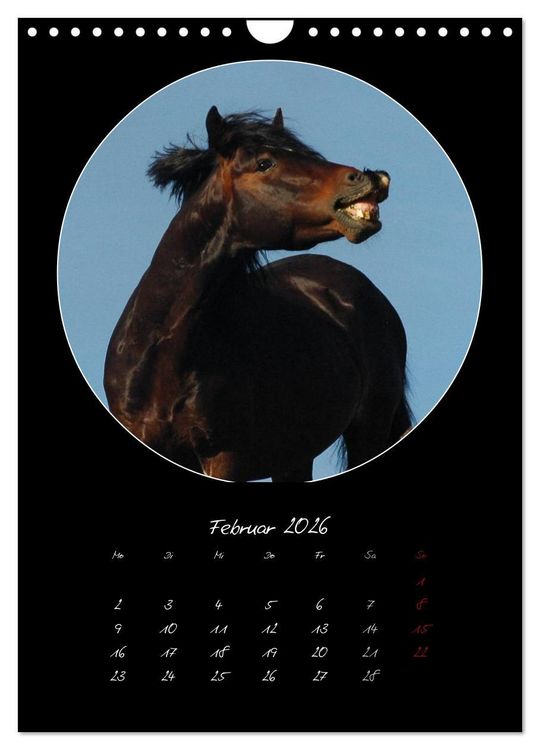Produktbild: Crazy horses (Wandkalender 2026 DIN A4 hoch), CALVENDO Monatskalender