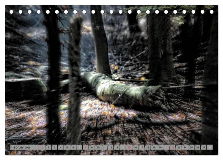 Produktbild: Spaziergang durch den Zauberwald (Tischkalender 2026 DIN A5 quer), CALVENDO Monatskalender