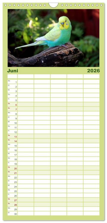 Produktbild: Familienplaner 2026 - Wellensittiche - Naturkalender mit 5 Spalten (Wandkalender, 21 x 45 cm) CALVENDO