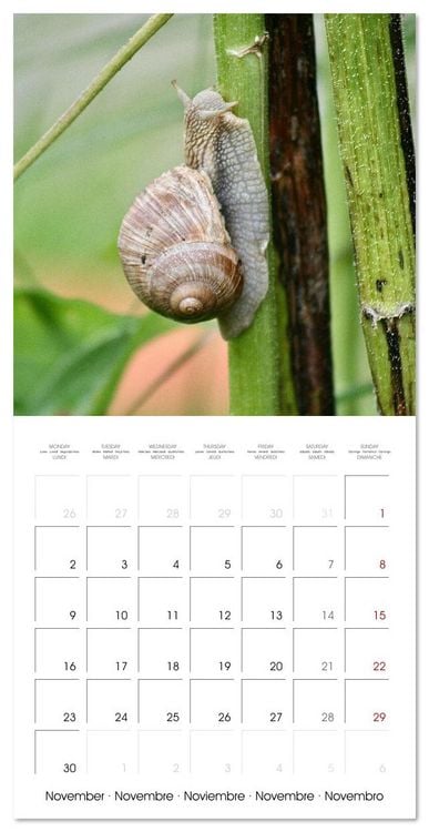 Produktbild: WILD GARDEN ANIMALS (Wall Calendar 2026 12 &times; 12 Inch) CALVENDO 12 Month Wall Calendar