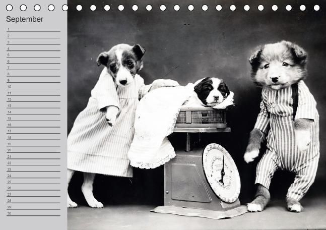 Produktbild: Katzen und Hunde - Nostalgie auf Pfoten (Tischkalender immerw&auml;hrend DIN A5 quer)