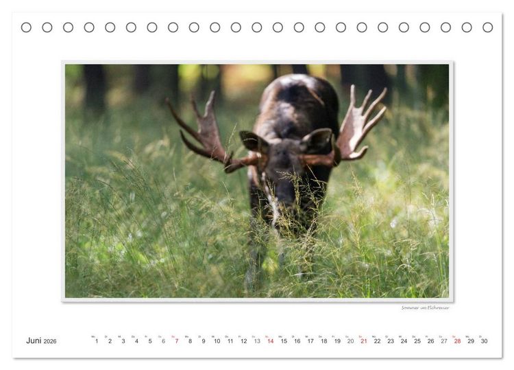 Produktbild: Emotionale Momente: Europ&auml;ischer Elch. / CH-Version (Tischkalender 2026 DIN A5 quer), CALVENDO Monatskalender