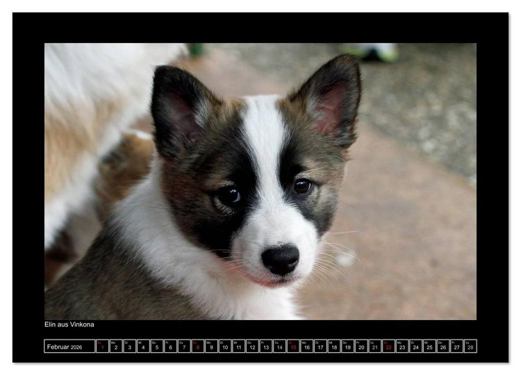Produktbild: Islandhund - Welpen / CH-Version (Wandkalender 2026 DIN A4 quer), CALVENDO Monatskalender