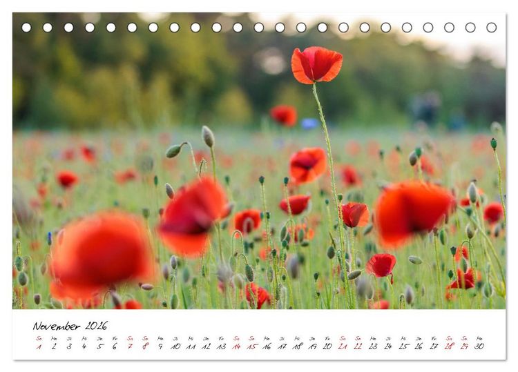 Produktbild: Mohnwiesen (Tischkalender 2026 DIN A5 quer), CALVENDO Monatskalender