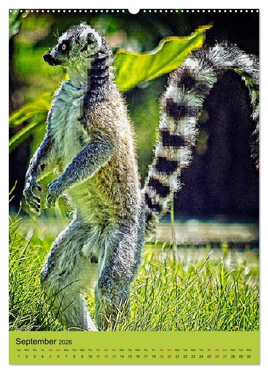 Produktbild: Adorable lemurs (High Quality Premium Wall Calendar 2026 DIN A2 portrait),CALVENDO 12 Month Wall Calendar