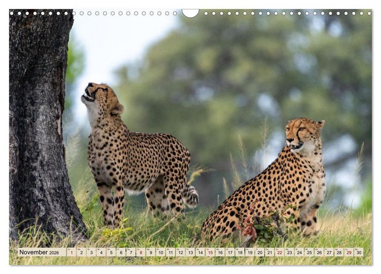 Produktbild: Wildes Okavangodelta (Wandkalender 2026 DIN A3 quer), CALVENDO Monatskalender