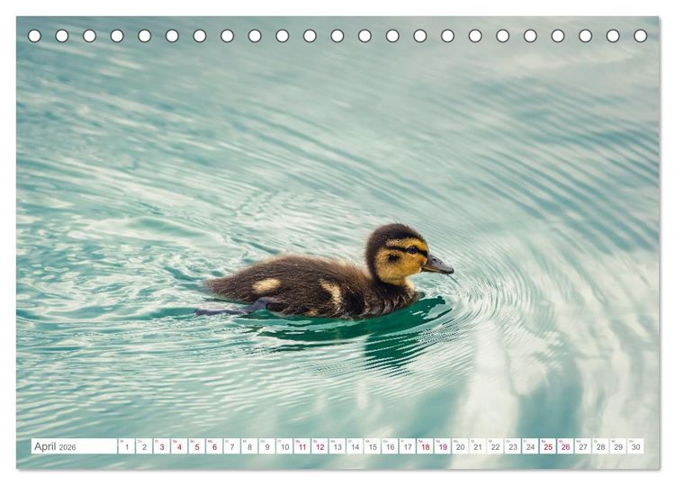 Produktbild: Vogelwelt am Bodensee 2026 (Tischkalender 2026 DIN A5 quer), CALVENDO Monatskalender