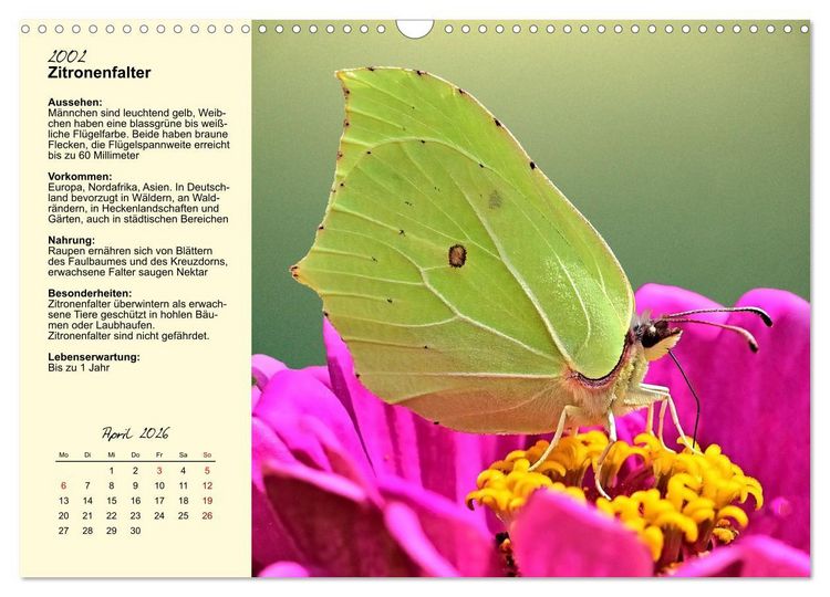 Produktbild: Insekt des Jahres (Wandkalender 2026 DIN A3 quer), CALVENDO Monatskalender