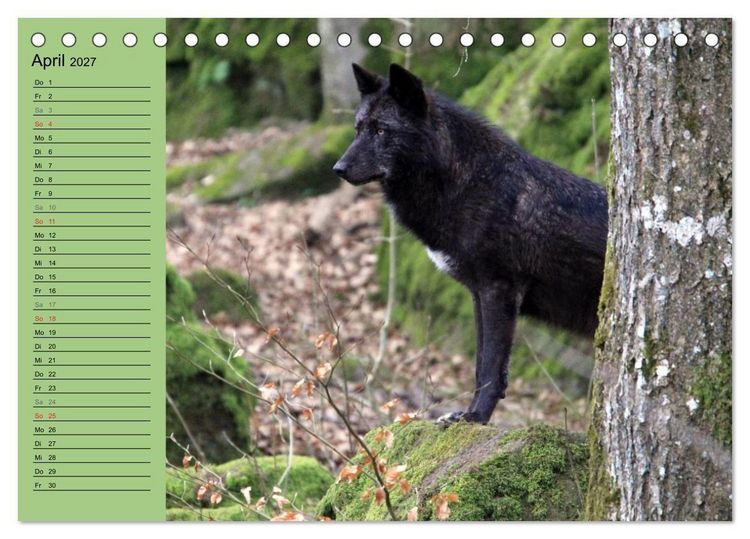Produktbild: Im Rudel Zuhause - Der Wolf (Tischkalender 2027 DIN A5 quer), CALVENDO Monatskalender