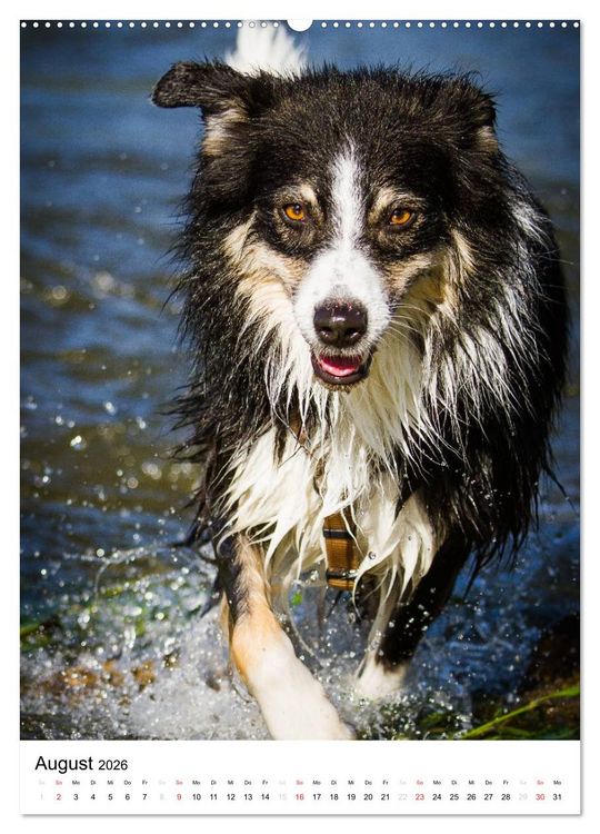 Produktbild: Australian Shepherd &ndash; Mit dem Aussie unterwegs (hochwertiger Premium Wandkalender 2026 DIN A2 hoch), Kunstdruck in Hochglanz