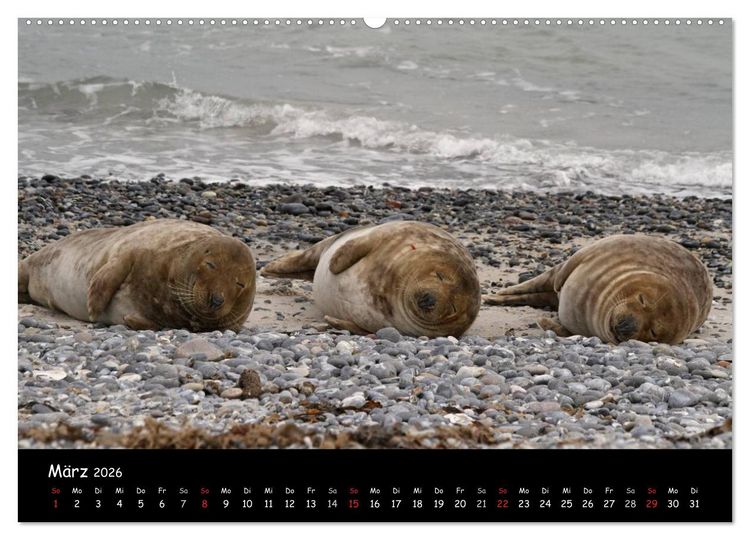 Produktbild: Kegelrobben und Seehunde (Wandkalender 2026 DIN A2 quer), CALVENDO Monatskalender