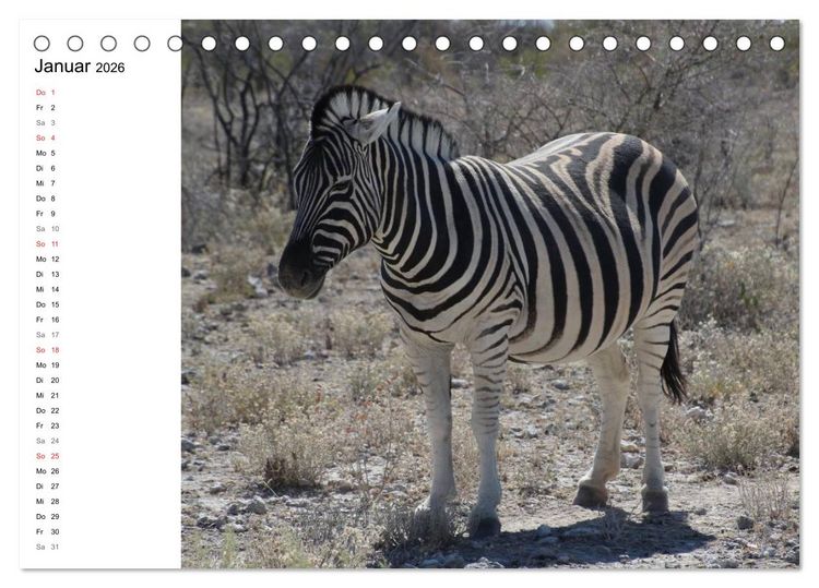 Produktbild: Namibia - Tierische Vielfalt (Planer) (Tischkalender 2026 DIN A5 quer), CALVENDO Monatskalender