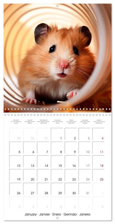 Produktbild: Sweet HAMSTERS (Wall Calendar 2026 12 &times; 12 Inch) CALVENDO 12 Month Wall Calendar