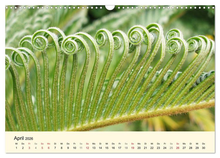 Produktbild: Kraftquelle Gr&uuml;n (Wandkalender 2026 DIN A3 quer), CALVENDO Monatskalender