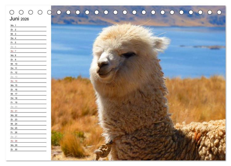 Produktbild: Alpakas und Lamas (Tischkalender 2026 DIN A5 quer), CALVENDO Monatskalender