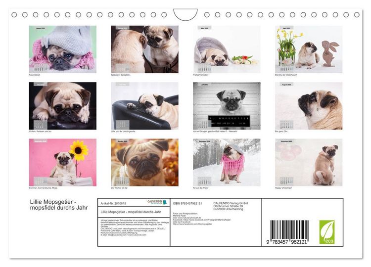 Produktbild: Lillie Mopsgetier - mopsfidel durchs Jahr (Wandkalender 2026 DIN A4 quer), CALVENDO Monatskalender