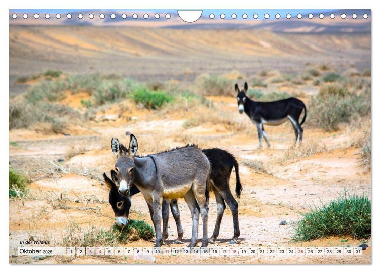 Produktbild: Marokko &ndash; Symphonie aus Licht und Farben (Wandkalender 2026 DIN A4 quer), CALVENDO Monatskalender