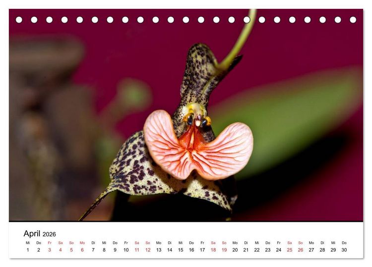 Produktbild: Vielfalt der Orchideen (Tischkalender 2026 DIN A5 quer), CALVENDO Monatskalender