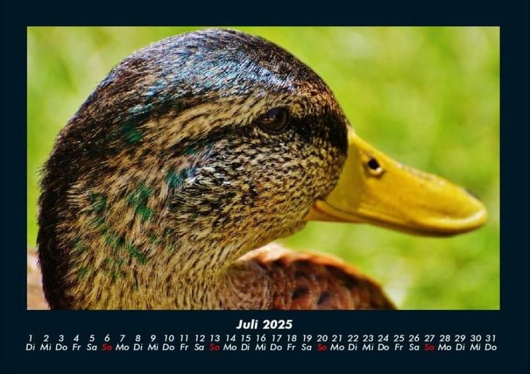 Produktbild: Enten 2025 Fotokalender DIN A4