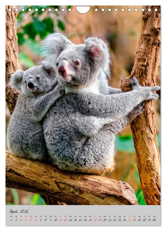 Produktbild: Koala, kleiner B&auml;r (Wandkalender 2026 DIN A4 hoch), CALVENDO Monatskalender