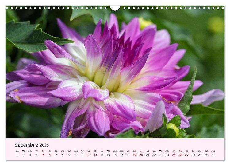Produktbild: Les Dahlias en pleine floraison (Calendrier mural 2026 DIN A3 vertical), CALVENDO calendrier mensuel