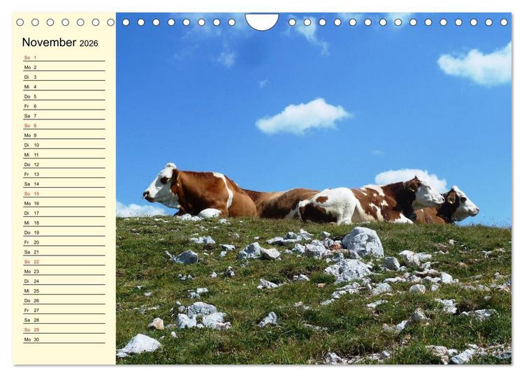 Produktbild: Gl&uuml;ckliche K&uuml;he auf saftigen Wiesen (Wandkalender 2026 DIN A4 quer), CALVENDO Monatskalender