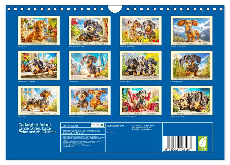 Produktbild: Dackelgl&uuml;ck Deluxe. Lange Ohren, kurze Beine und viel Charme (Wandkalender 2026 DIN A4 quer), CALVENDO Monatskalender