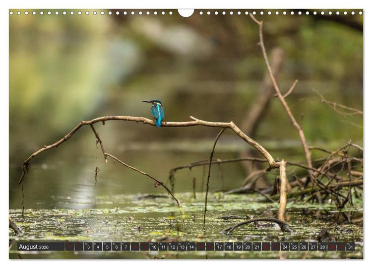 Produktbild: Das Paradies Donaudelta (Wandkalender 2026 DIN A3 quer), CALVENDO Monatskalender