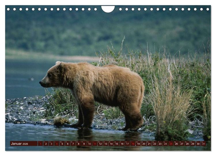 Produktbild: B&auml;ren. Unterwegs mit Meister Petz (Wandkalender 2026 DIN A4 quer), CALVENDO Monatskalender