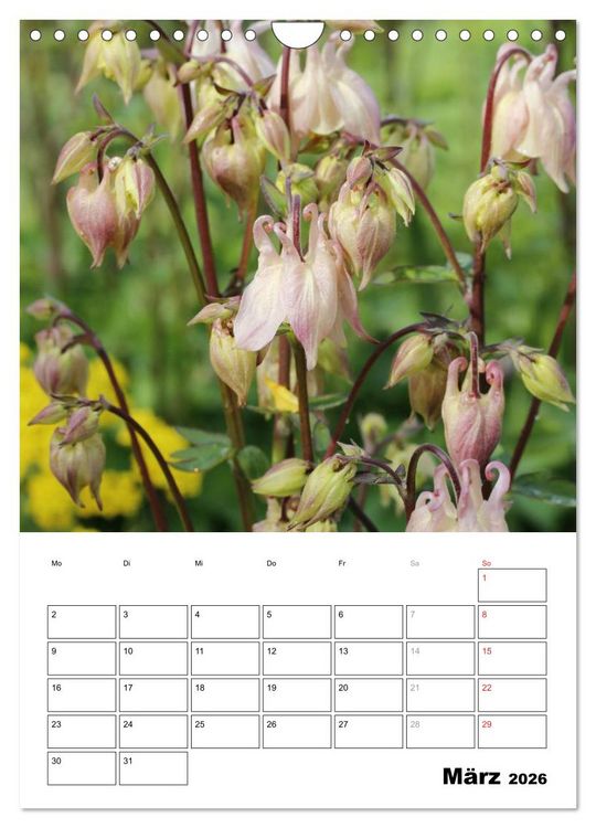 Produktbild: Zauberhafte Akeleien (Wandkalender 2026 DIN A4 hoch), CALVENDO Monatskalender