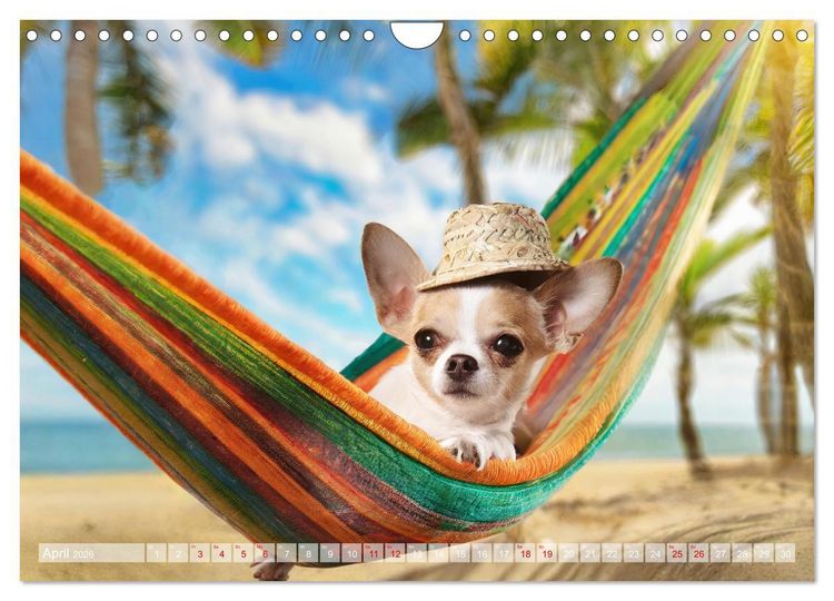 Produktbild: Chillige Chihuahuas - Entspannte Fellnasen genie&szlig;en das Leben (Wandkalender 2026 DIN A4 quer), CALVENDO Monatskalender