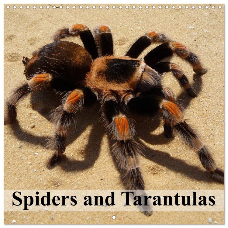 Produktbild: Spiders and Tarantulas (Wall Calendar 2026 12 &times; 12 Inch) CALVENDO 12 Month Wall Calendar
