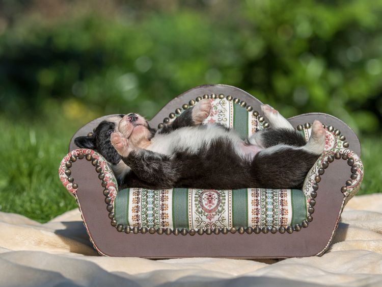 Produktbild: CALVENDO Puzzle Border Collie Welpe liegt auf kleinem Sofa 1000 Teile Lege-Gr&ouml;&szlig;e 64 x 48 cm Foto-Puzzle Bild von Andrea Mayer Tierfotografie