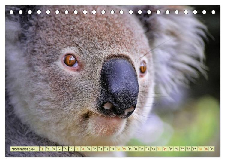 Produktbild: Koala - kleiner Teddy (Tischkalender 2026 DIN A5 quer), CALVENDO Monatskalender