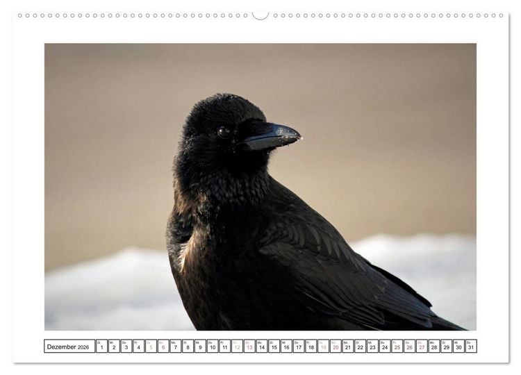 Produktbild: Rabenhafte Augenblicke (Wandkalender 2026 DIN A2 quer), CALVENDO Monatskalender