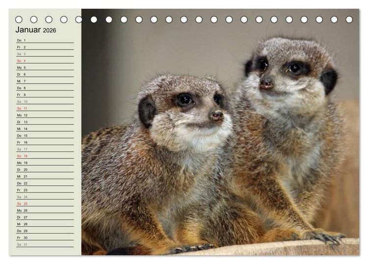 Produktbild: Erdm&auml;nnchen (Tischkalender 2026 DIN A5 quer), CALVENDO Monatskalender