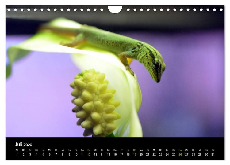 Produktbild: Reptilien (Wandkalender 2026 DIN A4 quer), CALVENDO Monatskalender