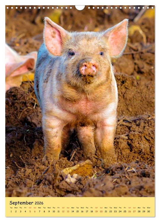 Produktbild: Just Pigs (Wall Calendar 2026 DIN A3 portrait), CALVENDO 12 Month Wall Calendar