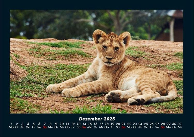 Produktbild: L&ouml;wen in der Wildnis 2025 Fotokalender DIN A4