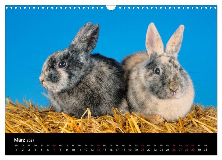Produktbild: Zwergkaninchen (Wandkalender 2027 DIN A3 quer), CALVENDO Monatskalender
