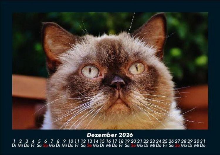 Produktbild: F&uuml;r Katzenfreunde 2026 Fotokalender DIN A5