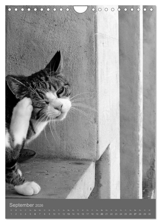 Produktbild: Sonja Heller Katzen in SW-Portraits (Wandkalender 2026 DIN A4 hoch), CALVENDO Monatskalender