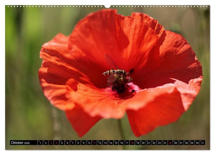 Produktbild: Mohnblumen (hochwertiger Premium Wandkalender 2026 DIN A2 quer), Kunstdruck in Hochglanz