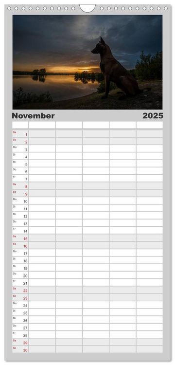 Familienplaner 2025 - Belgische Schäferhunde - Der Malinois im Licht mit 5 Spalten (Wandkalender, 21 x 45 cm) CALVENDO