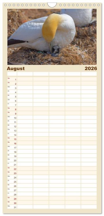 Produktbild: Familienplaner 2026 - Basst&ouml;lpel - Helgolands faszinierende V&ouml;gel mit 5 Spalten (Wandkalender, 21 x 45 cm) CALVENDO