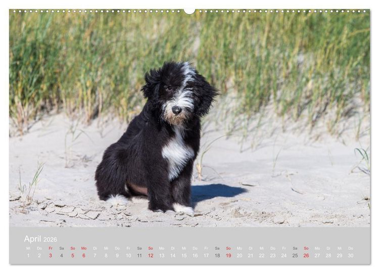 Produktbild: BEARDED COLLIES 2026 (hochwertiger Premium Wandkalender 2026 DIN A2 quer), Kunstdruck in Hochglanz