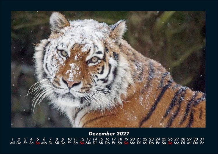 Produktbild: Tiger 2027 Fotokalender DIN A4