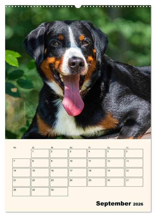 Produktbild: Appenzeller Sennenhund - Mit Plan durch das Jahr (hochwertiger Premium Wandkalender 2026 DIN A2 hoch), Kunstdruck in Hochglanz